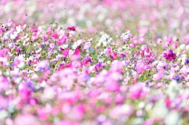 花畑