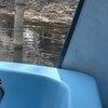 【尊い】ボートから木に向かって手を合わせて→4歳児の言葉に9千いいね「感謝できる子」「純粋すぎる」