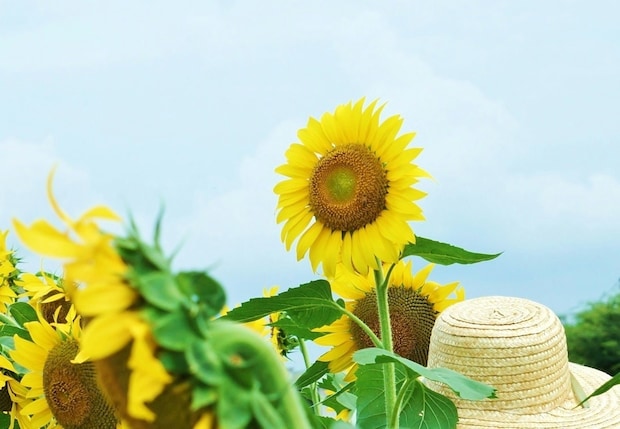 夏の思い出は「いとこ11人で大騒ぎ」→大人になって思う“ナゾ”に5万いいね「最高」「無事は奇跡」