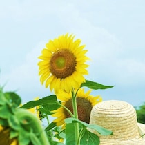 夏の思い出は「いとこ11人で大騒ぎ」→大人になって思う“ナゾ”に5万いいね「最高」「無事は奇跡」