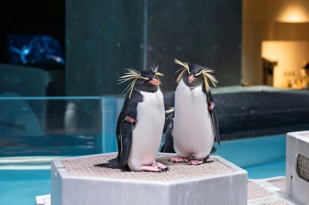 生き物図鑑を読み聞かせる夫→ペンギン解説中の夫婦会話に7千いいね「愛されてる」「羨ましい」