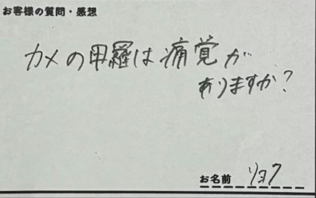 カメ飼育員への質問箱「甲羅に痛覚ある？」→明確な回答に2万いいね「例えうますぎ」「気になってた」