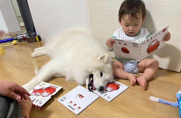 絵本を持つ赤ちゃんの横で→読み聞かせに付き合うサモエドの表情に5千いいね「素敵な関係」「かわいい」