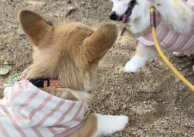 ずっと見ていたい…「世界一平和なケンカ」赤ちゃんコーギー同士の“ぽてぽてバトル”に「かわいすぎる」