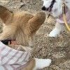 ずっと見ていたい…「世界一平和なケンカ」赤ちゃんコーギー同士の“ぽてぽてバトル”に「かわいすぎる」
