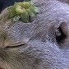 【癒やし】頭にヘタ乗せたリスの【無の境地】がまるで修行僧→かわいすぎて18万いいね