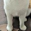 夫の終電帰宅にネコが【猛抗議】妻よりも怒っている表情に2.6万いいね「完全に妻の代弁」