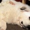 連休の過ごし方は「これが一番」→癒やし度満点の写真に10万いいね「ジブリ思い出した」「幸せそう」