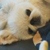 「赤ちゃんのベッドに乗らない」ルール守る愛犬の“添い寝”がかわいすぎる「えらいぞ」「優しい」