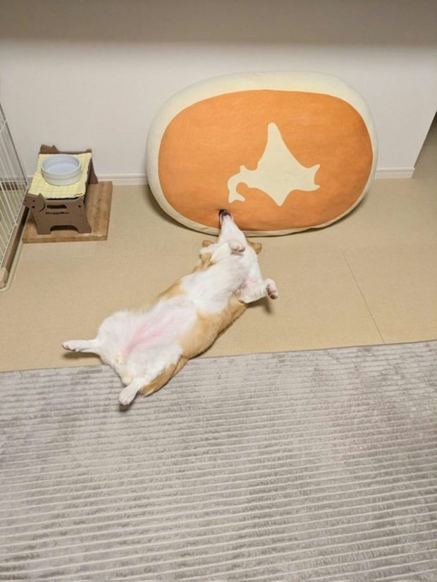 ふと愛犬を見たら…“日本地図”が完成してた！愛くるしいコーギーの写真に2.2万いいね「本州だ！笑」「かわいい」