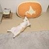 ふと愛犬を見たら…“日本地図”が完成してた！愛くるしいコーギーの写真に2.2万いいね「本州だ！笑」「かわいい」