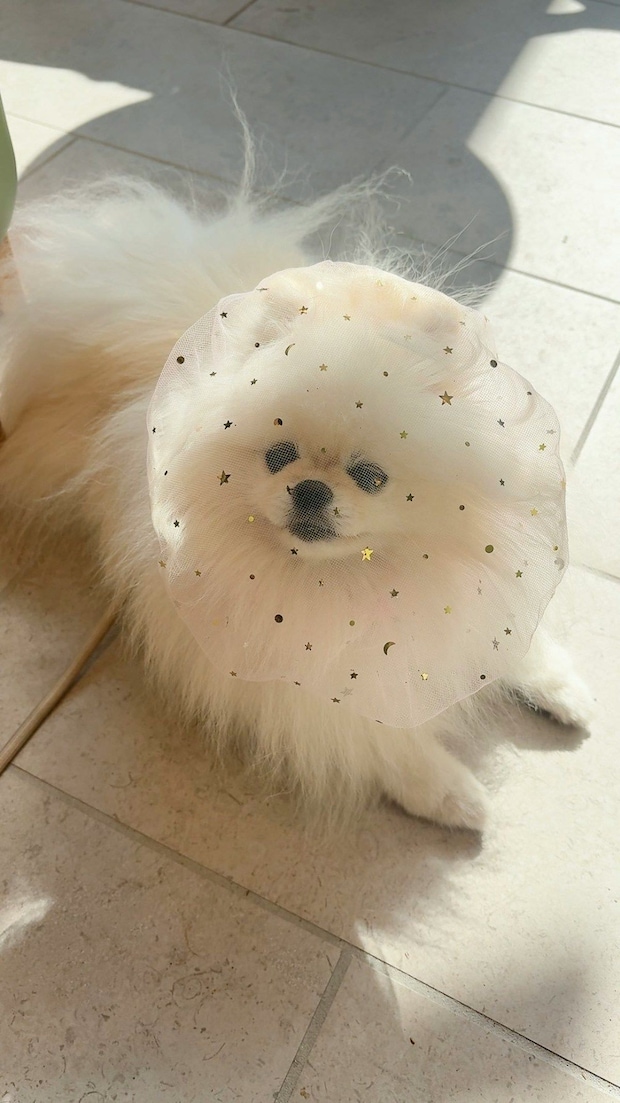 愛犬のヘッドカバー姿に「まるでお姫様！」「かわいい」と3.7万いいね