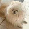 愛犬のヘッドカバー姿に「まるでお姫様！」「かわいい」と3.7万いいね
