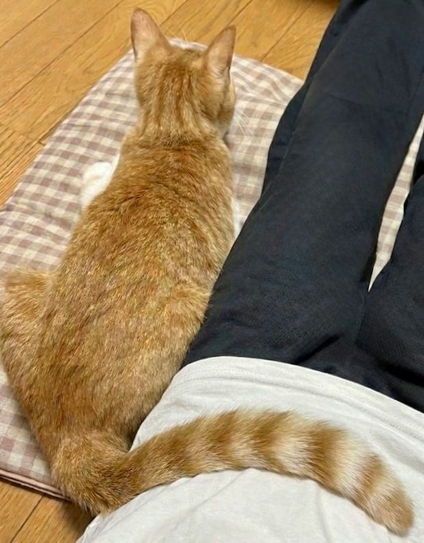 さり気なく一緒に…寄り添う愛猫の姿に3.8万いいね「動けなくなるよね」「かわいいくっつき具合」