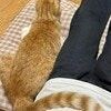 さり気なく一緒に…寄り添う愛猫の姿に3.8万いいね「動けなくなるよね」「かわいいくっつき具合」