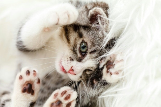 【猫飼いあるある？】風邪で寝込む飼い主のちょっぴり災難なできごとに2.2万いいね「かわいい」「ネコチャンには良いらしい」