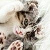 【猫飼いあるある？】風邪で寝込む飼い主のちょっぴり災難なできごとに2.2万いいね「かわいい」「ネコチャンには良いらしい」