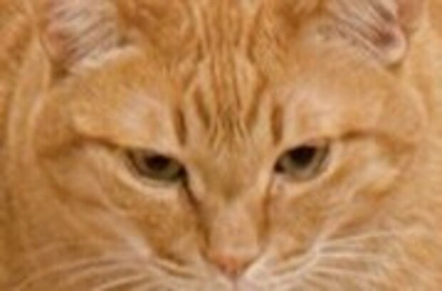 【ザブトン・キャット】あまりにも四角すぎる姿に3.8万いいね「ビッグファミチキ」「綺麗な座布団」