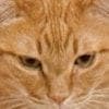 【ザブトン・キャット】あまりにも四角すぎる姿に3.8万いいね「ビッグファミチキ」「綺麗な座布団」