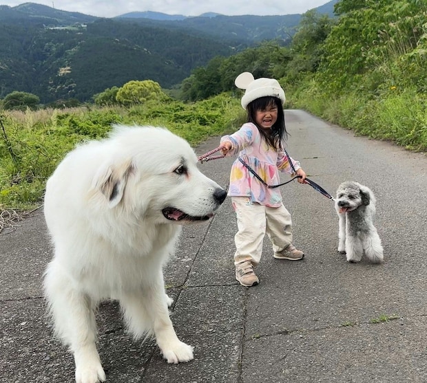 【13万いいね】3歳児が「超巨大な大型犬」の散歩に挑戦！→完全に“犬に散歩されている”衝撃の絵面に爆笑と癒やしの声