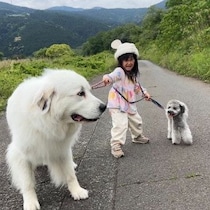 【13万いいね】3歳児が「超巨大な大型犬」の散歩に挑戦！→完全に“犬に散歩されている”衝撃の絵面に爆笑と癒やしの声