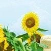 「夏休みどこ行くの？」先生があえて“ナナチキ”と答えた理由に7.6万いいね「泣きそうになる」「沢山の救われる幼い心がある」