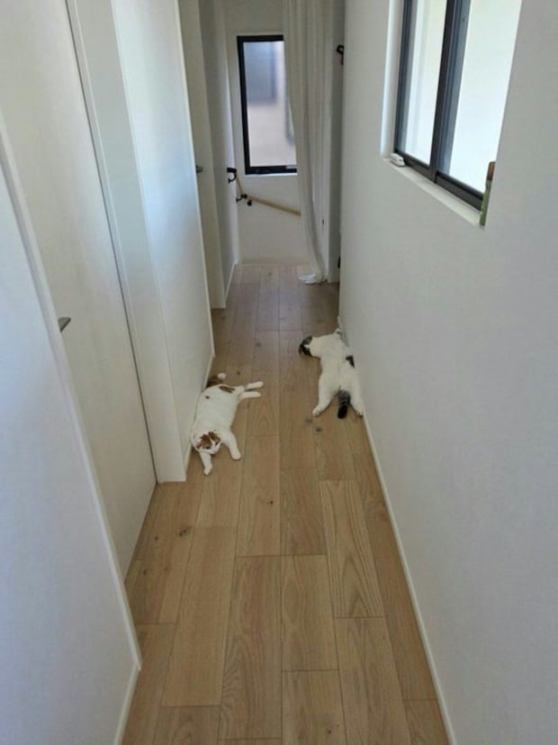 「夏が始まった合図がした」猫あるあるな光景に5.1万いいね「わかりみ風物詩」「うちにも落ちてました」