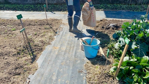家庭菜園　収穫