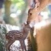 うっかり側溝に落ちてしまった子鹿→力強く飛び上がる瞬間を捉えた一枚に4,400いいね「あぁよかった」