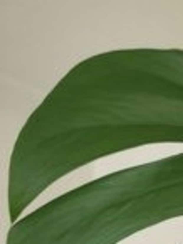 「これ欲しい人いるの？」植物に詳しくない夫→妻が育てる観葉植物の正体に1.8万いいね「めっちゃ高いやつ」「初めて見た」