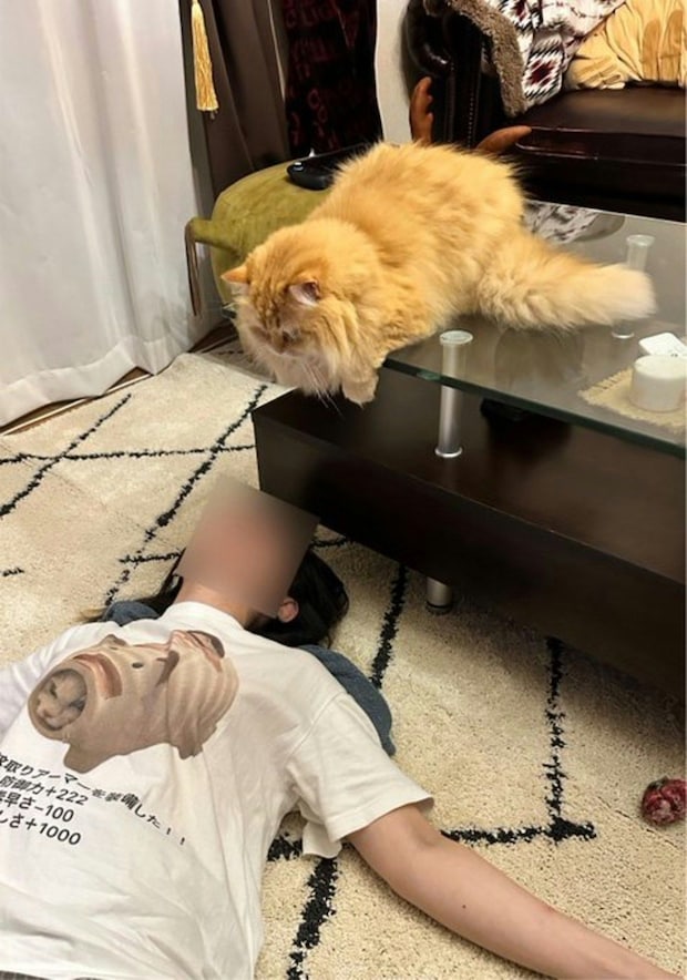 帰宅後『妻が倒れてる！』と思ったら…爆笑の至福時間に6,300いいね「なかなかの猫上級者」「誘惑には勝てない」
