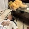 帰宅後『妻が倒れてる！』と思ったら…爆笑の至福時間に6,300いいね「なかなかの猫上級者」「誘惑には勝てない」