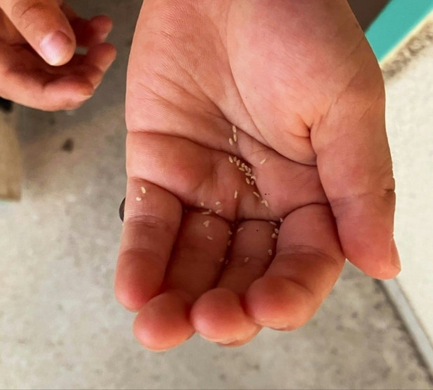 だんごむしを連れて帰りたいわが子に「3匹だけだよ」と約束→予想外の爆笑結末に1.5万いいね「おもろすぎるやろ」