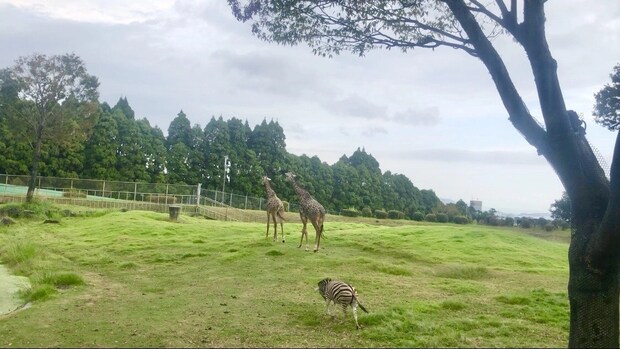 「コアラに会って、砂に包まれて♡」家族で楽しむ鹿児島・指宿の“日本初づくし”体験旅をご紹介!【九州ママ通信Vol.22】