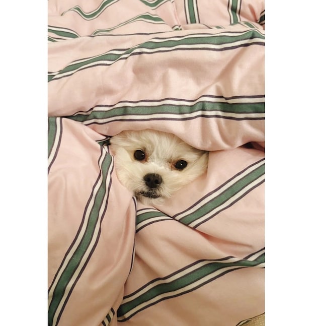 もふもふに埋もれた可愛い1歳ワンコ見つけた♪