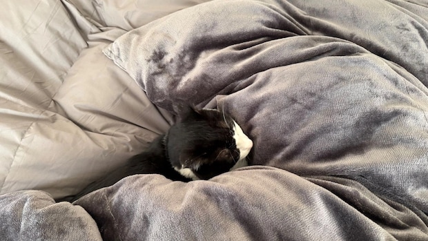 「猫と一緒に極上睡眠しています♡」【ブレインスリープ 】冬の掛け布団が最高すぎ！