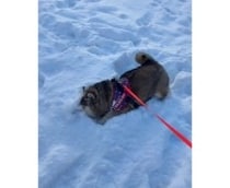 パウダースノーに大歓喜！大はしゃぎする柴犬見つけた♡