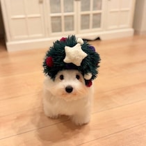 飾っておきたいくらいかわいい♪Xmas仕様のコトン・ド・テュレアール♡