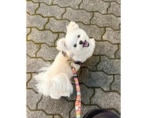 寒くてもお散歩がうれしい♪ニッコニコなワンコ見つけた！