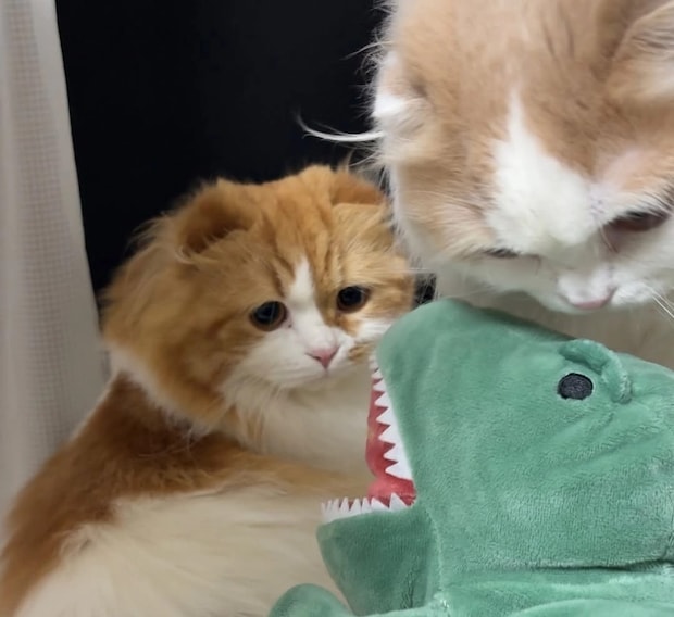 トホホ顔にきゅんきゅん♡かわいすぎる兄弟猫ちゃんの日常が大人気!