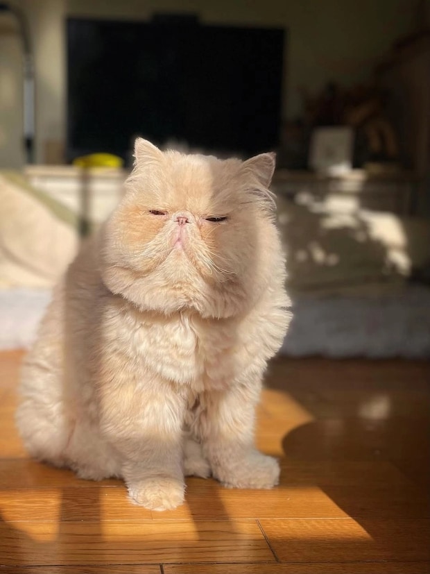 「まぶち～～～」モフモフなひなたぼっこ姿が大反響！