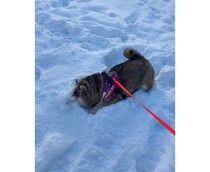 パウダースノーに大歓喜！大はしゃぎする柴犬見つけた♡