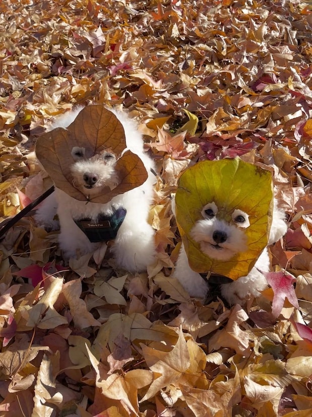 「参上!我ら紅葉仮面!」自然のお面がかわいすぎるワンコたち♡