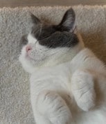 「気持ち良さすぎ～」なモフモフ寝姿に思わず歓喜♪