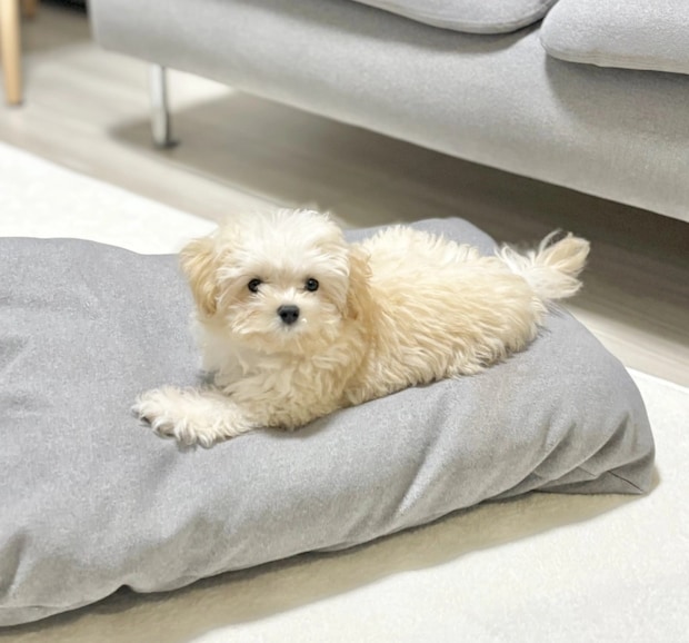 「僕何かしましたか？」おとぼけ上手なあざと犬発見！