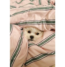 もふもふに埋もれた可愛い1歳ワンコ見つけた♪