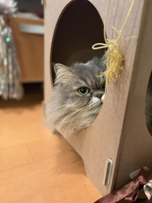 眼光鋭いにゃんこの視線がとらえているのは！？