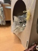 眼光鋭いにゃんこの視線がとらえているのは！？