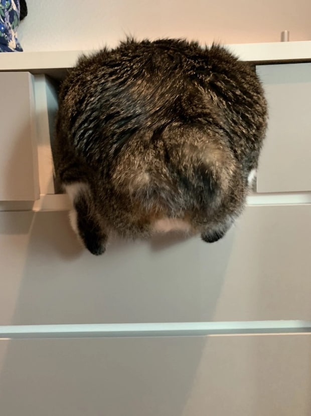 お尻のはみ出し具合がかわいすぎ！入りたいにゃんこの挑戦、その結果は！？