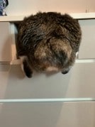 お尻のはみ出し具合がかわいすぎ！入りたいにゃんこの挑戦、その結果は！？